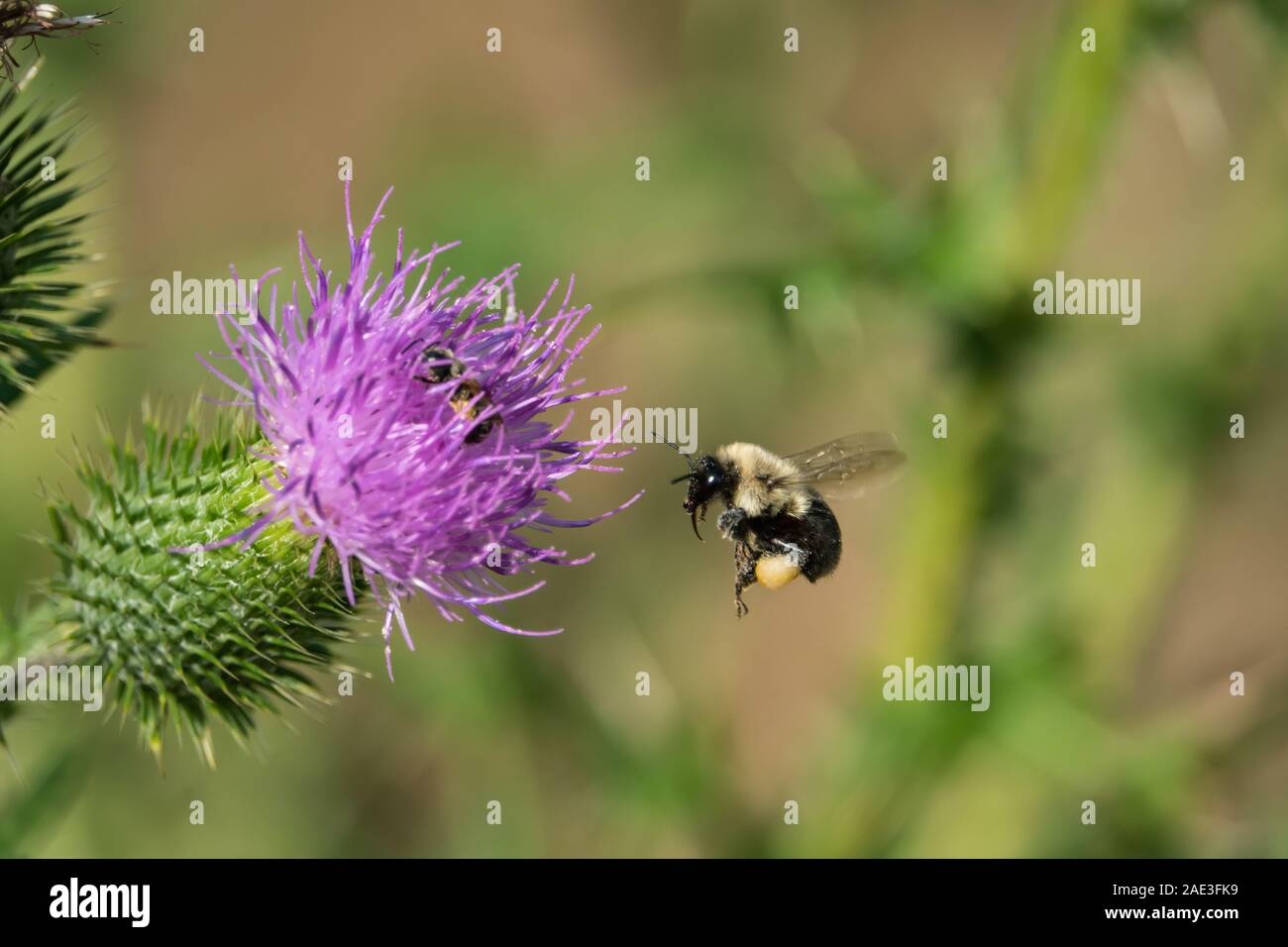 Bumblebee Flying to Bull Thistle Flowers Stock Photo