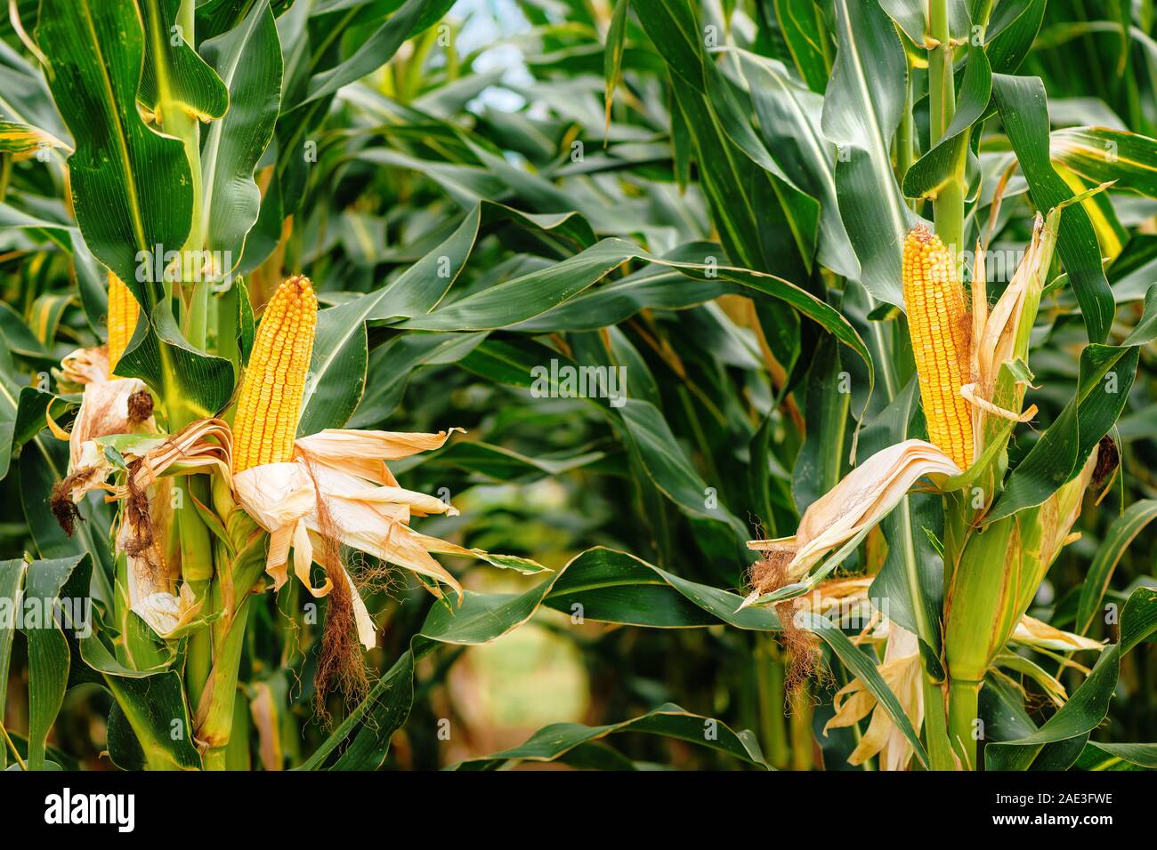 Corn on the cob in plantation field. Ripe maize crops are ready for harvesting. Stock Photo