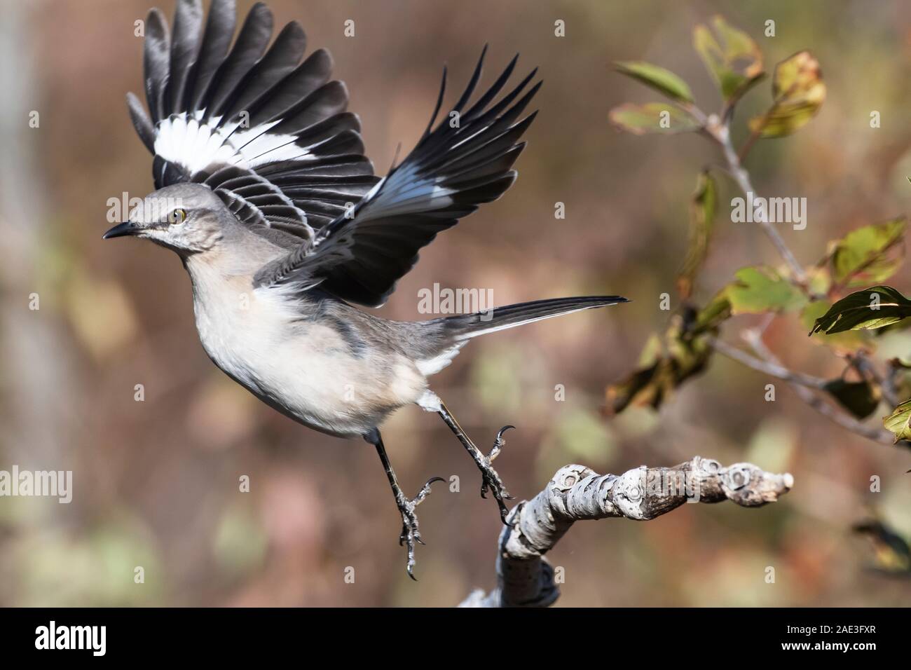 Northern mockingbird flight hires stock photography and images Alamy