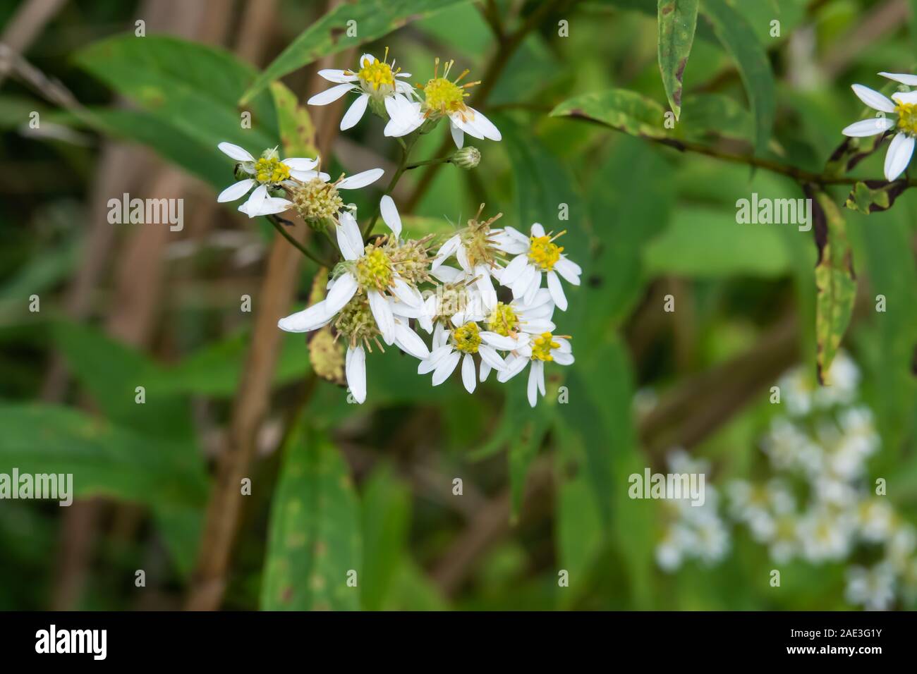 Flat Topped White Aster Flowers in Bloom Stock Photo - Alamy