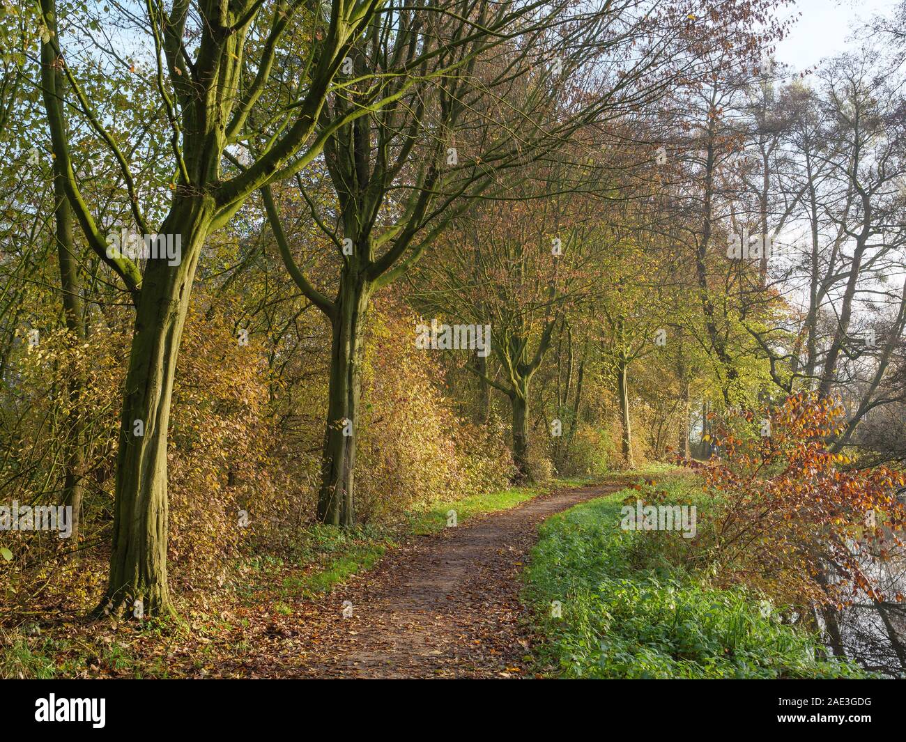 hiking in the forest Stock Photo - Alamy