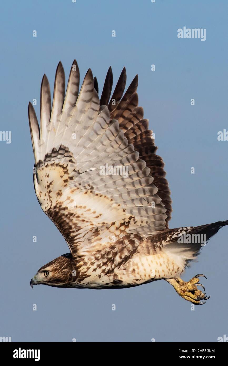 Close-up of juvenile red-tailed hawk in flight Stock Photo - Alamy