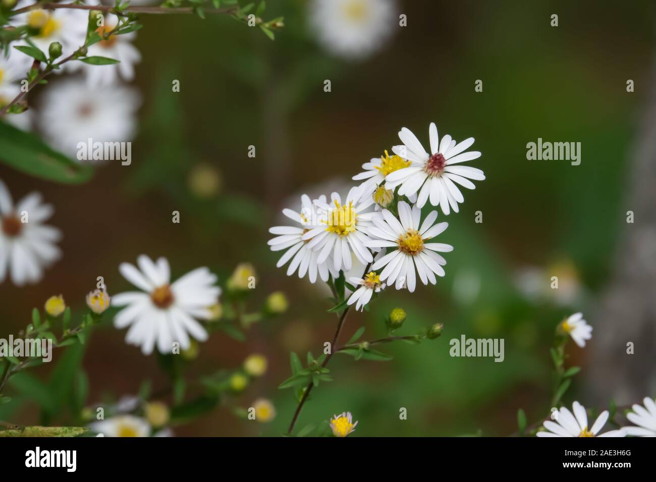 North american flora hi-res stock photography and images - Alamy