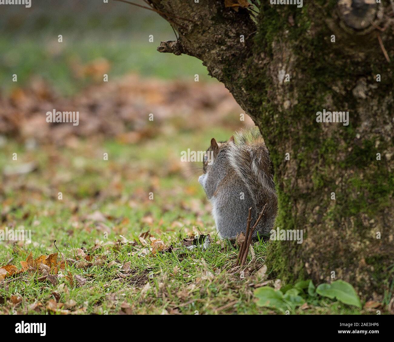 Squirrel burying nuts hires stock photography and images Alamy