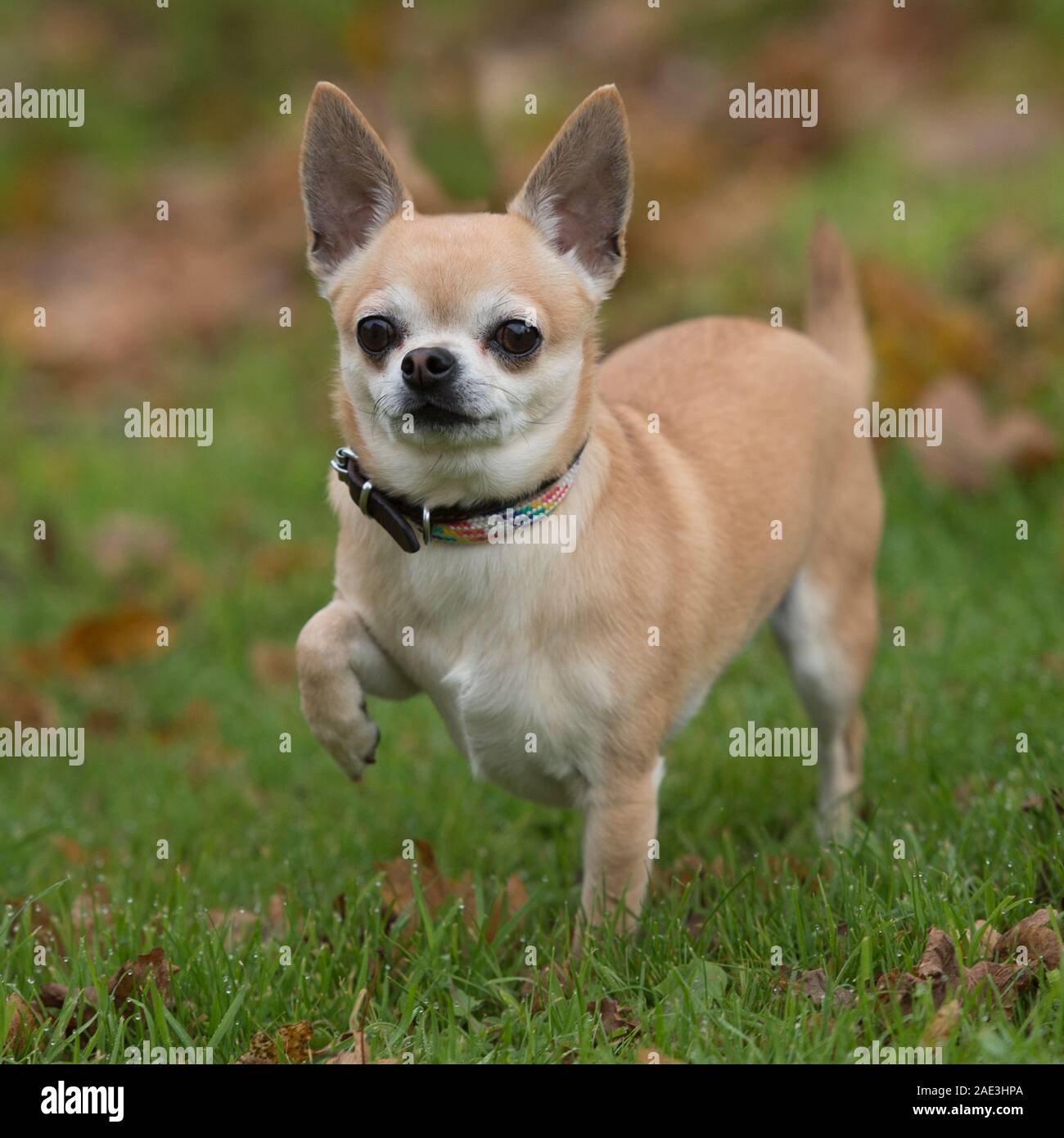 smooth chihuahua