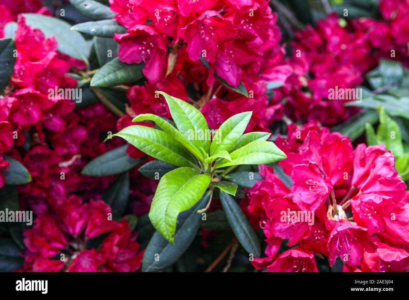 Red rhododendron blossoms Stock Photo