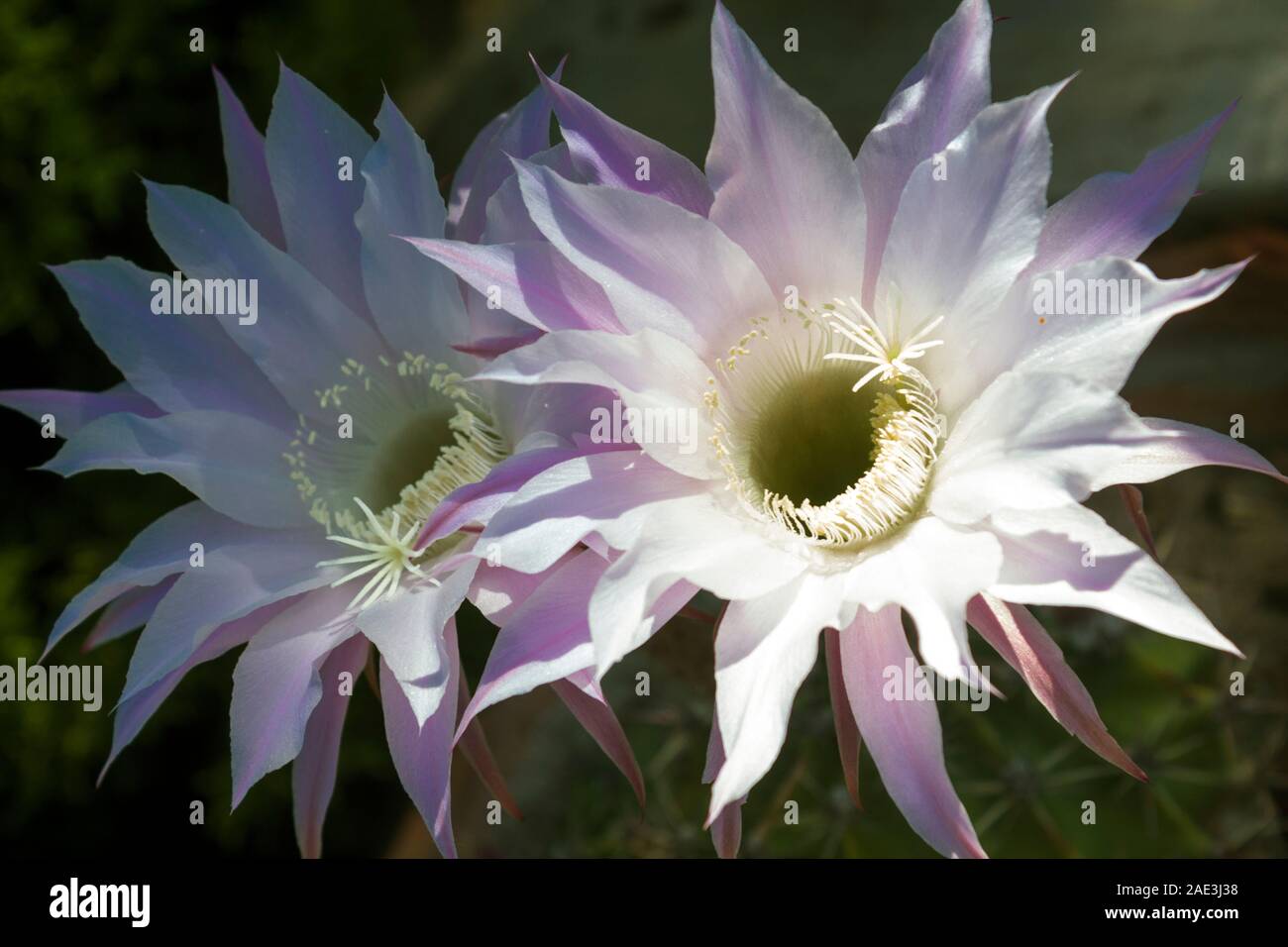 Close up of two night-blooming pink Selenicereus grandiflorus flowers to  live onyl one day. Short life and carpe diem concept Stock Photo - Alamy