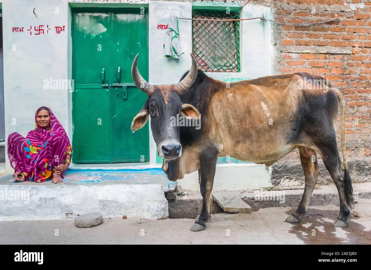 Brown zebu cow and old lady in the streets of Khajuraho, India Stock Photo