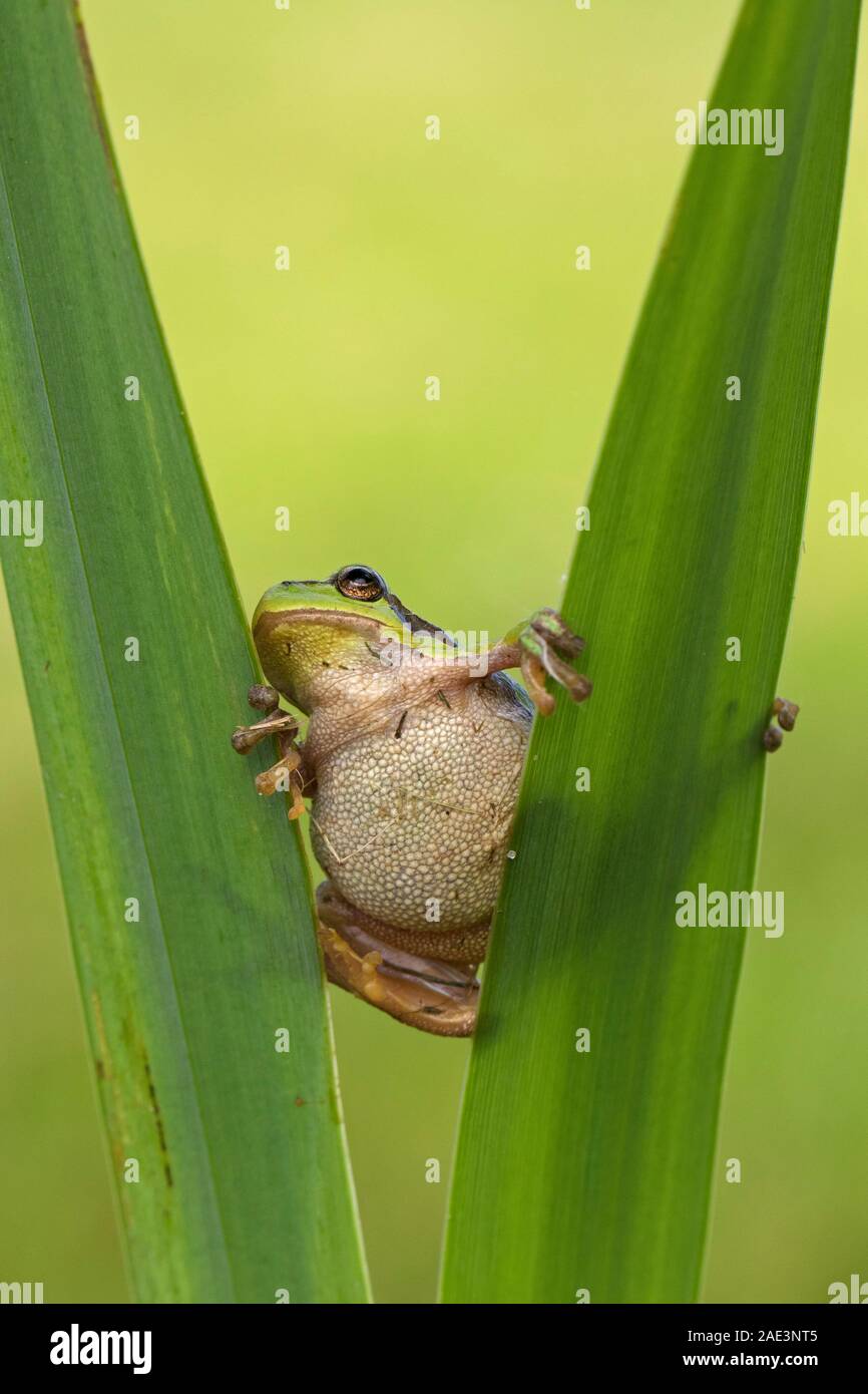 European tree frog (Hyla arborea / Rana arborea) climbing on leaf of aquatic plant in reed bed / reeds in marshland in spring Stock Photo