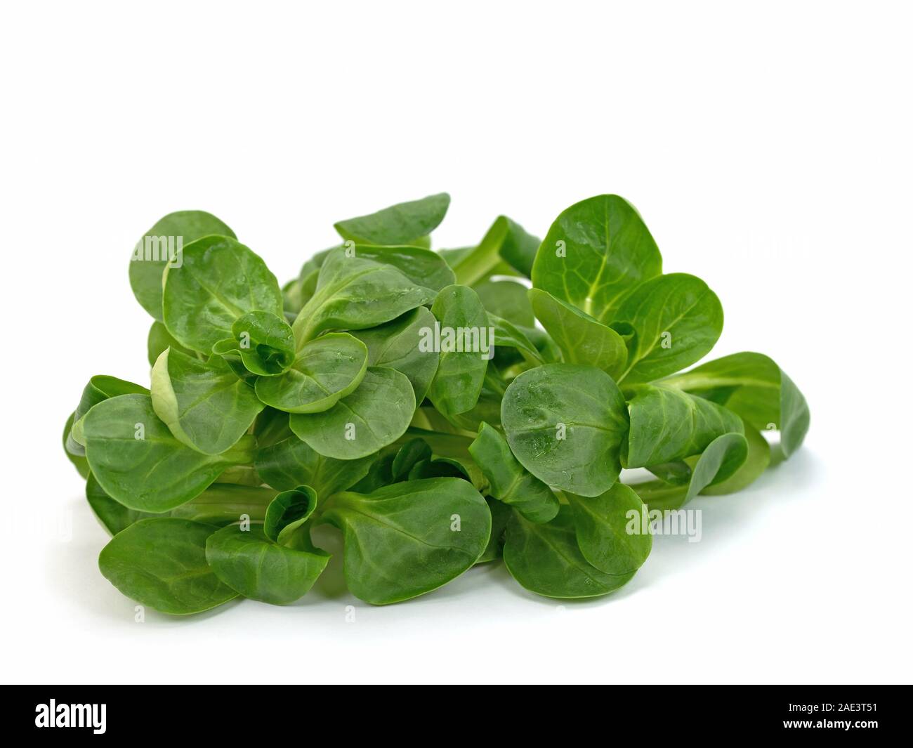 Lamb's lettuce, valerianella locusta, in front of white background Stock Photo