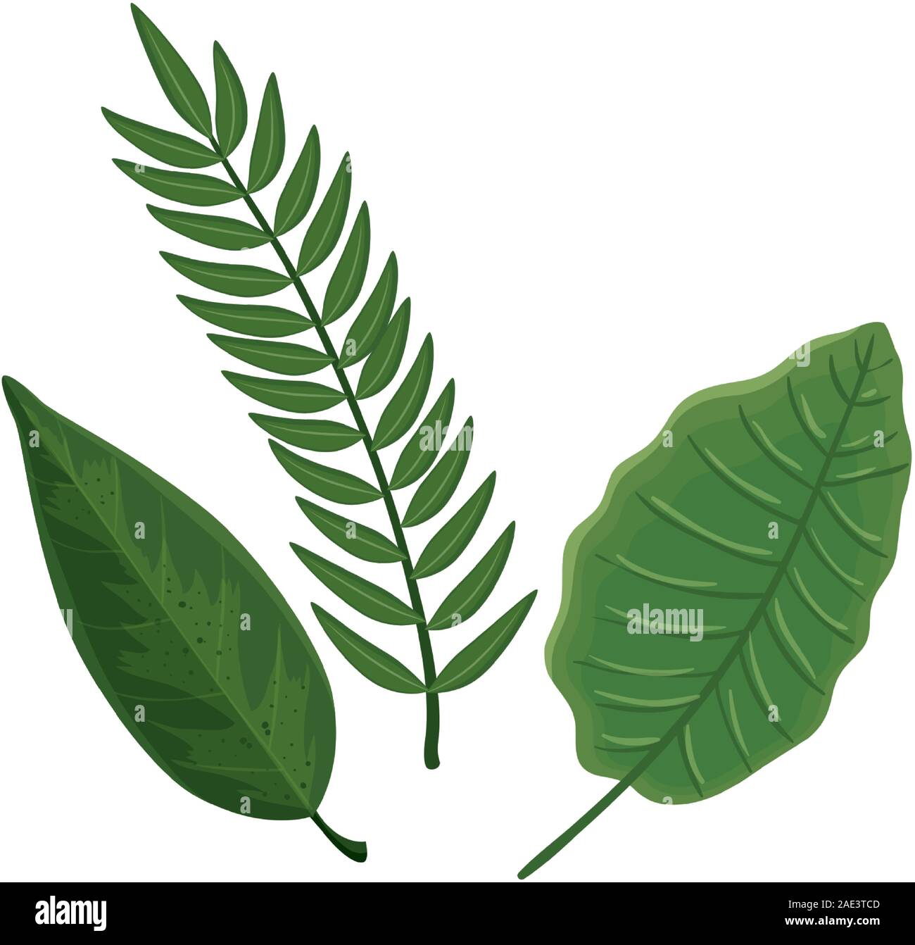 leafs nature tropical isolated icon Stock Vector Image & Art - Alamy