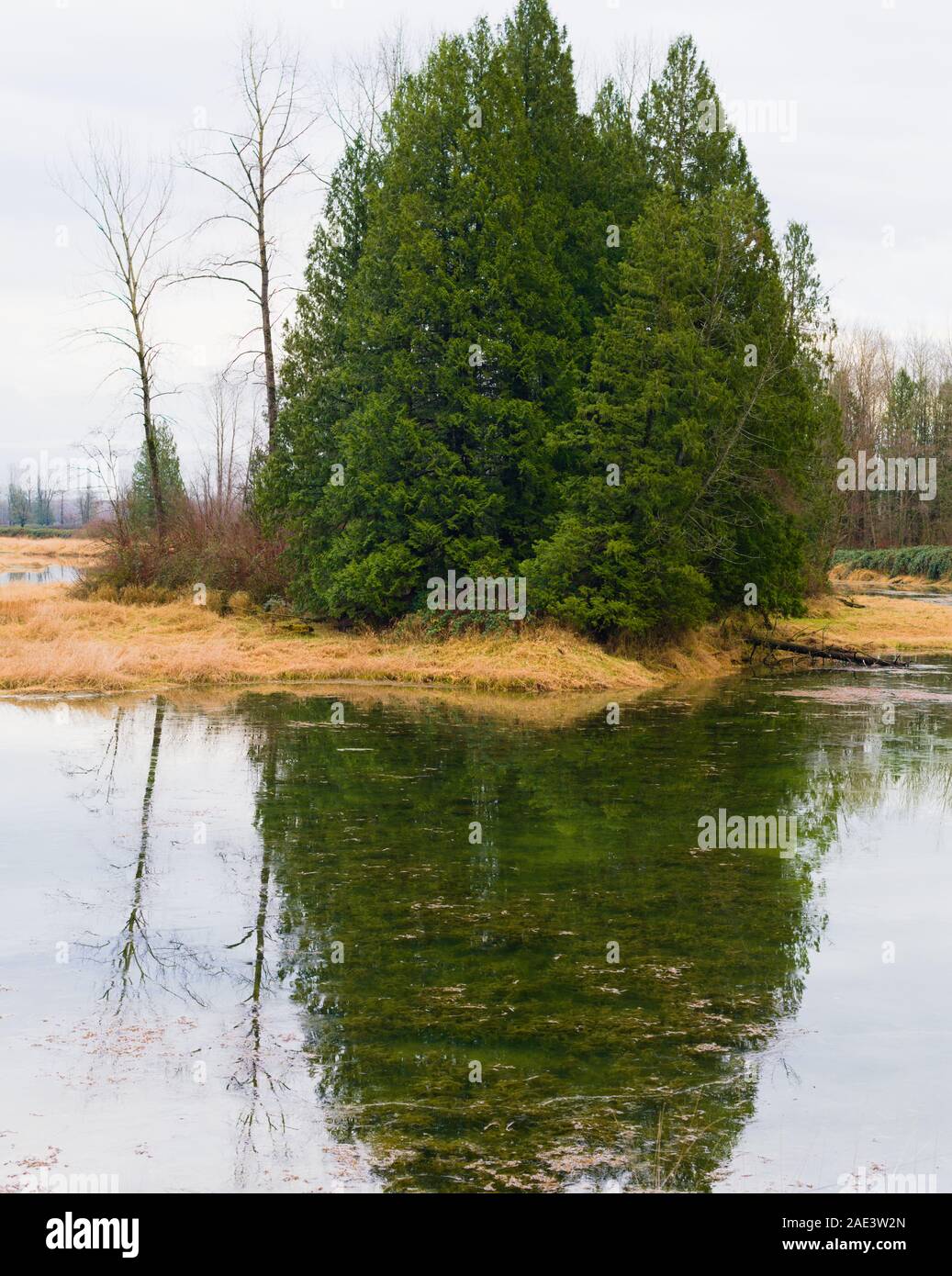 This wetland is protected habitat for the Western Painted Turtles in