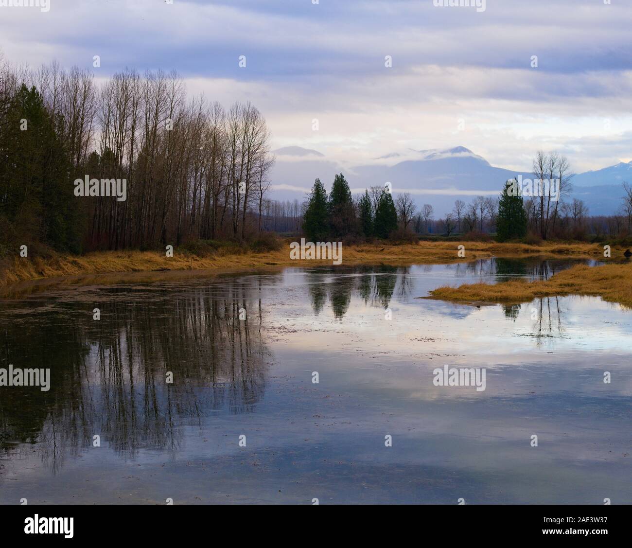 This wetland is protected habitat for the Western Painted Turtles in