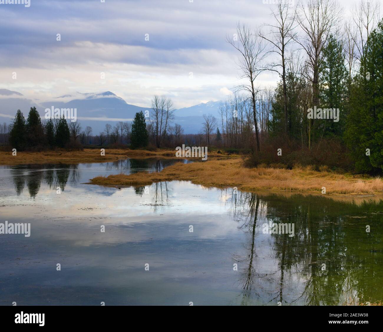 This wetland is protected habitat for Western Painted Turtles in Lake