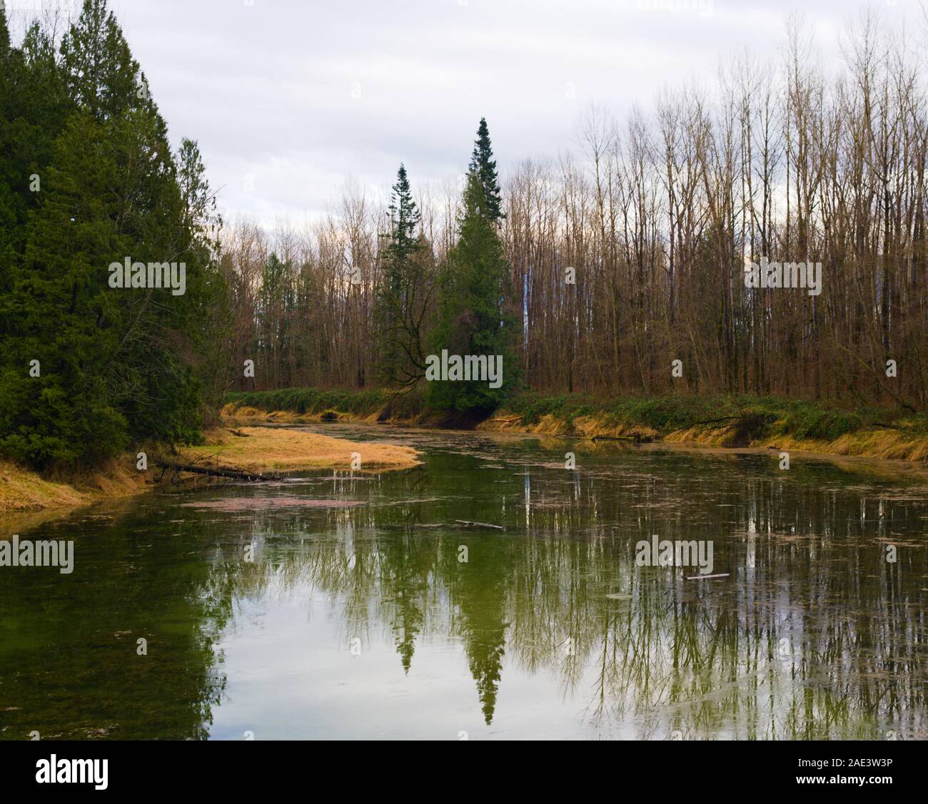 This wetland is protected habitat for the Western Painted Turtles in