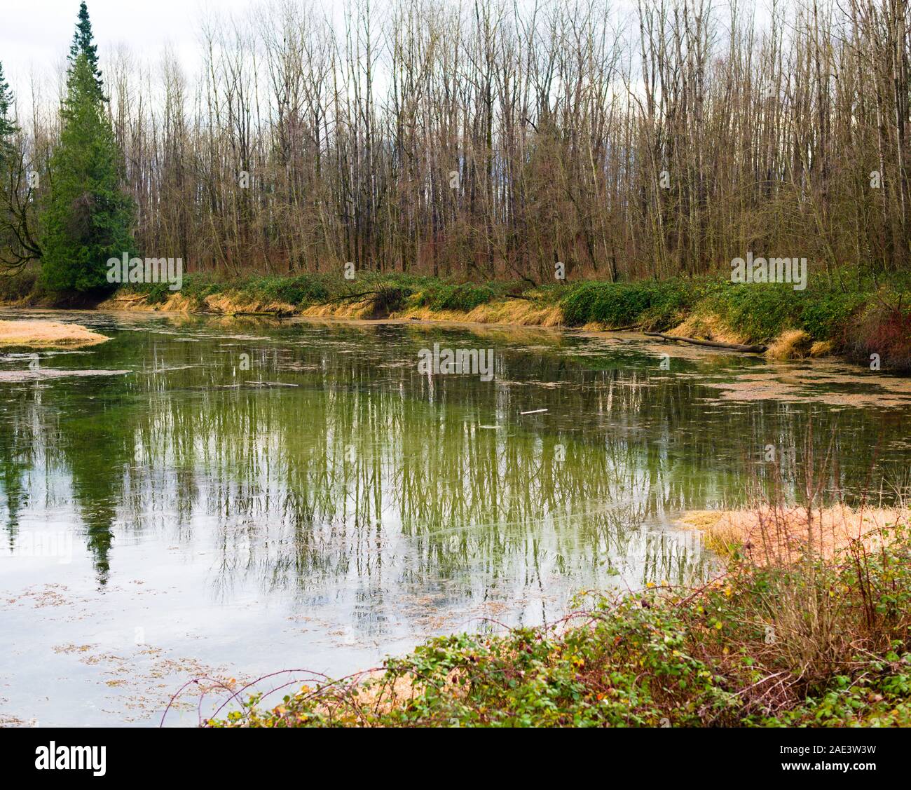 This wetland is protected habitat for the Western Painted Turtles in