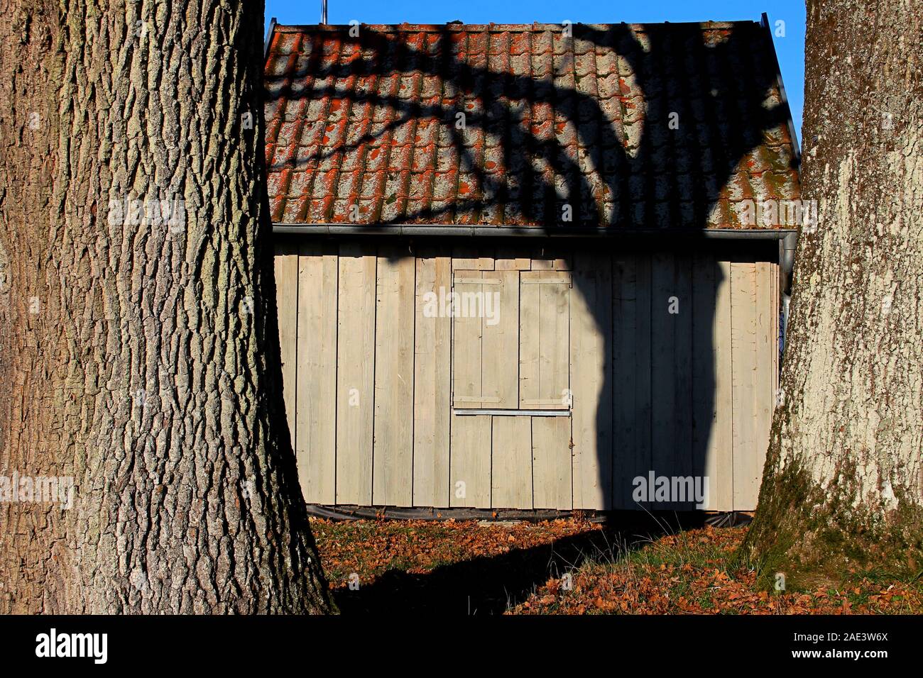 Two trees standing on front of a old wooden shed with shutters, one casting a dark shadow Stock Photo