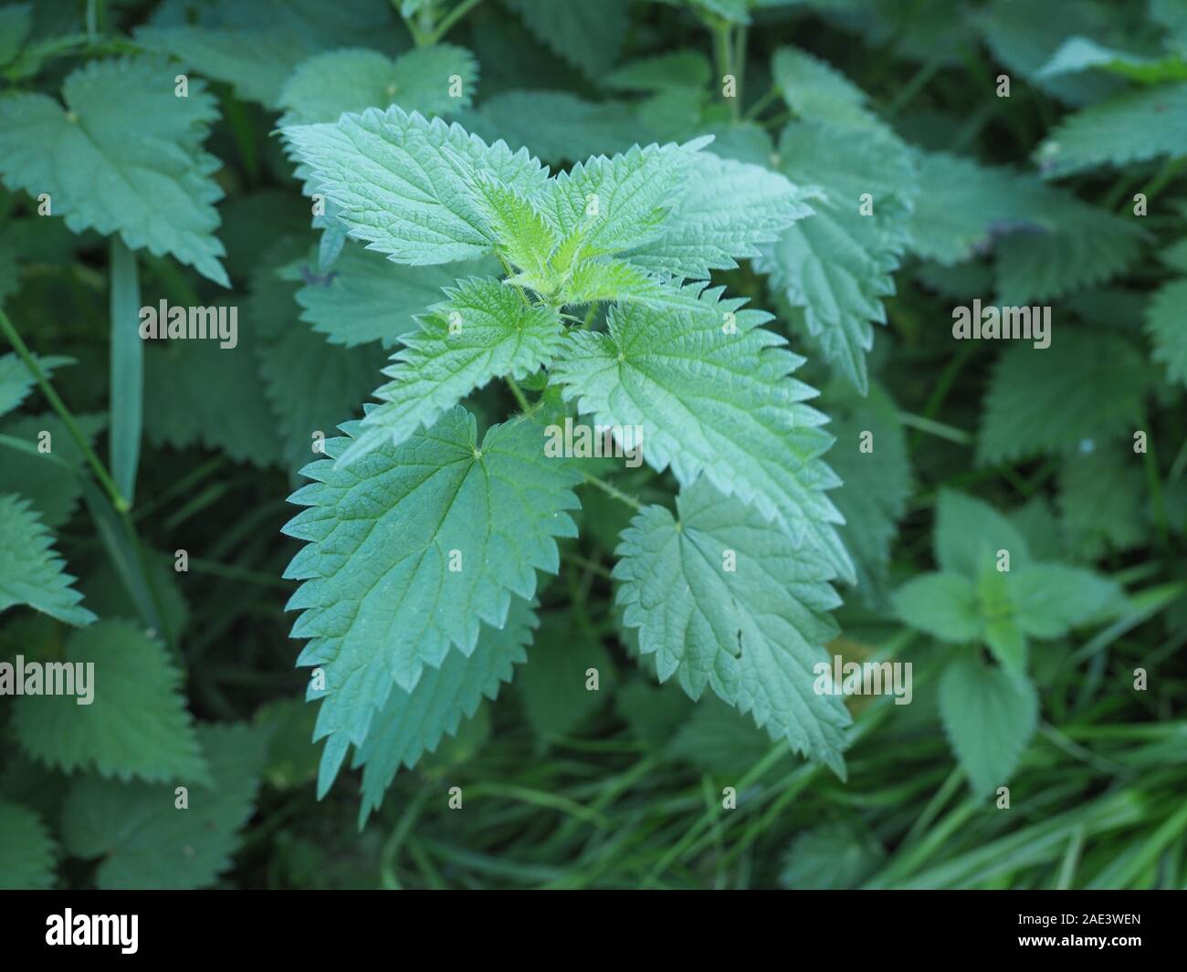 Nettle Urtica Dioica Aka Stinging Nettle Plant Stock Photo Alamy