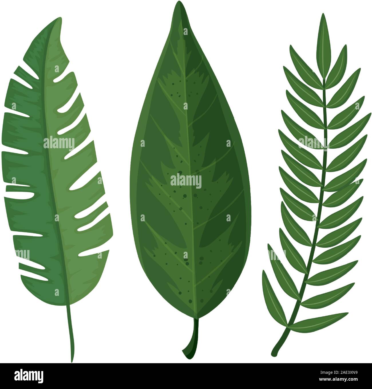leafs nature tropical isolated icon Stock Vector Image & Art - Alamy