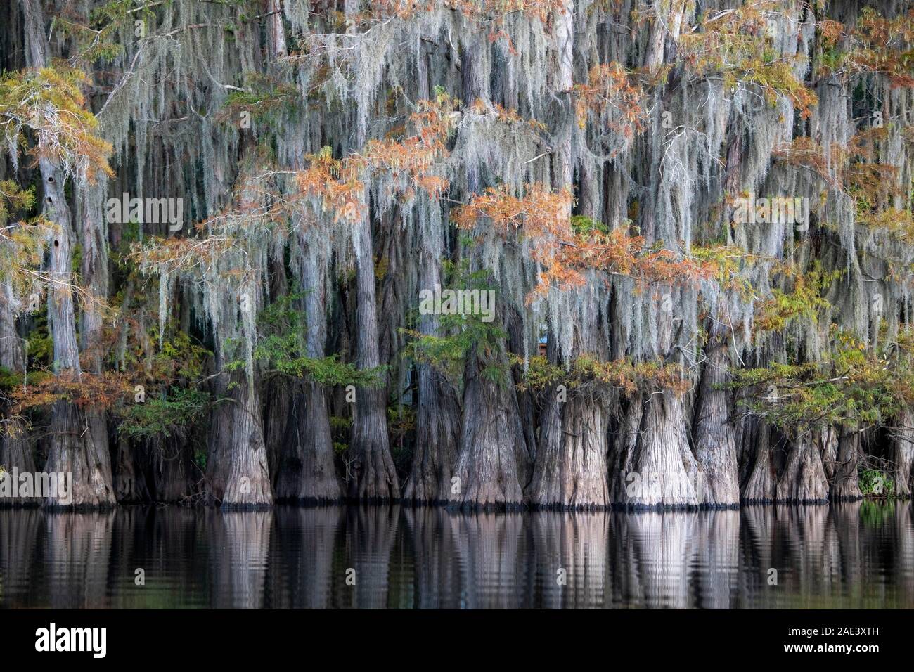 Bald cypresses (Taxodium distichum) with Spanish moss (Tillandsia usneoides) in autumn ,Atchafalaya Basin, Louisiana, USA Stock Photo