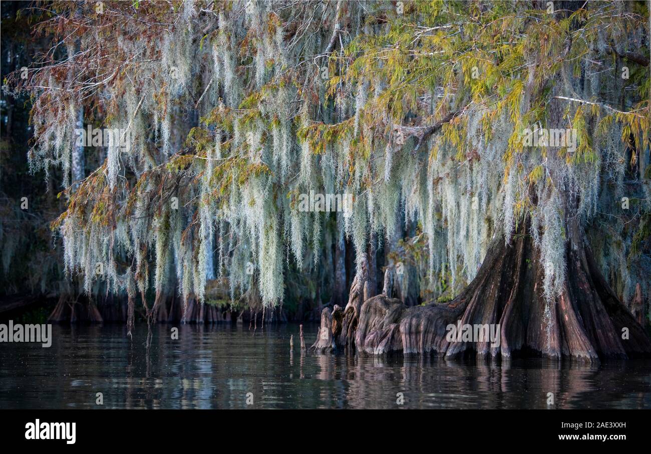 Bald cypress (Taxodium distichum) with Spanish moss (Tillandsia usneoides) in water, Atchafalaya Basin, Louisiana, USA Stock Photo