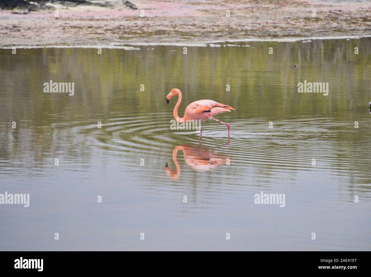 Flamingo fishing, Isla Isabela, Galapagos Islands, Ecuador Stock Photo