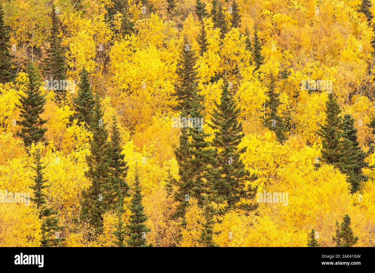 North America; United States; Alaska; Denali National Park; Autumn 