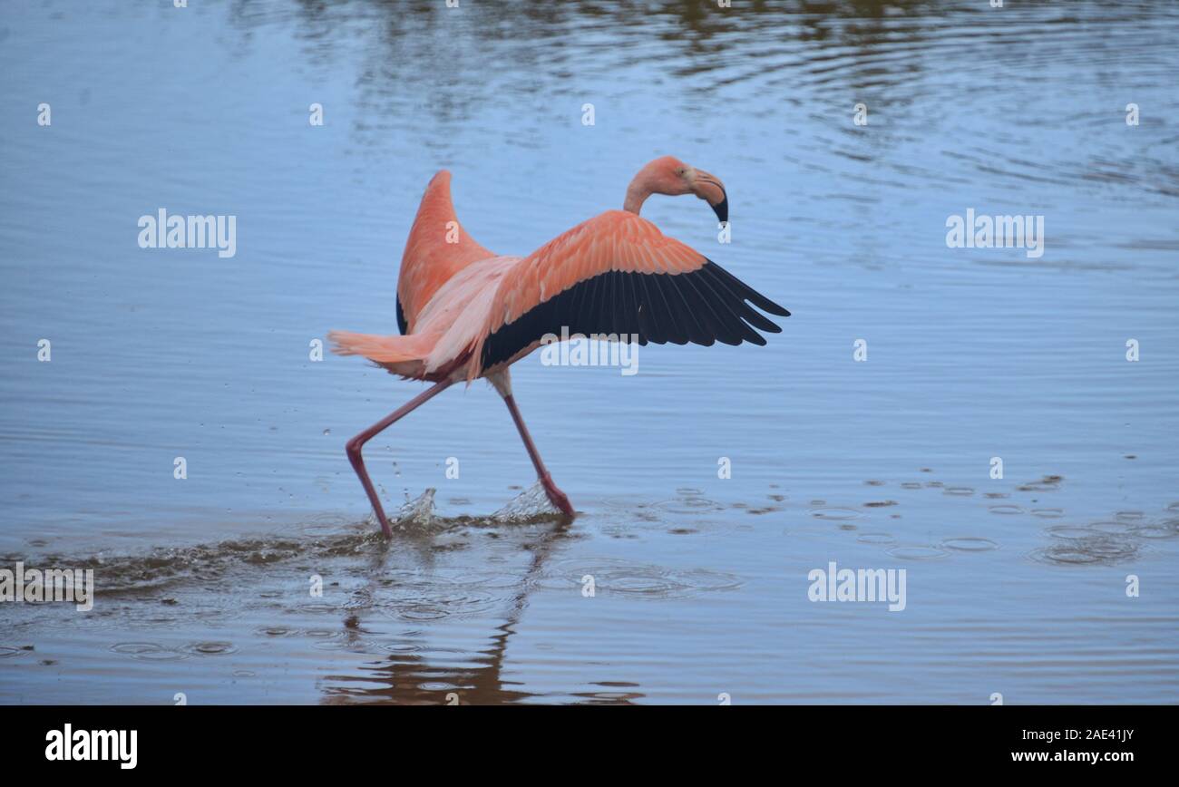 Flamingo fishing, Isla Isabela, Galapagos Islands, Ecuador Stock Photo