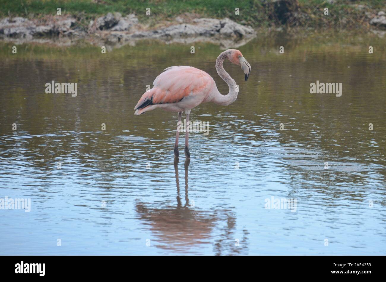 Flamingo fishing, Isla Isabela, Galapagos Islands, Ecuador Stock Photo