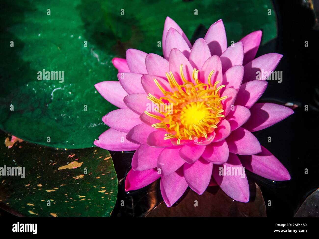 Close-up of pink water lily flower and lily pad in the pond Stock Photo