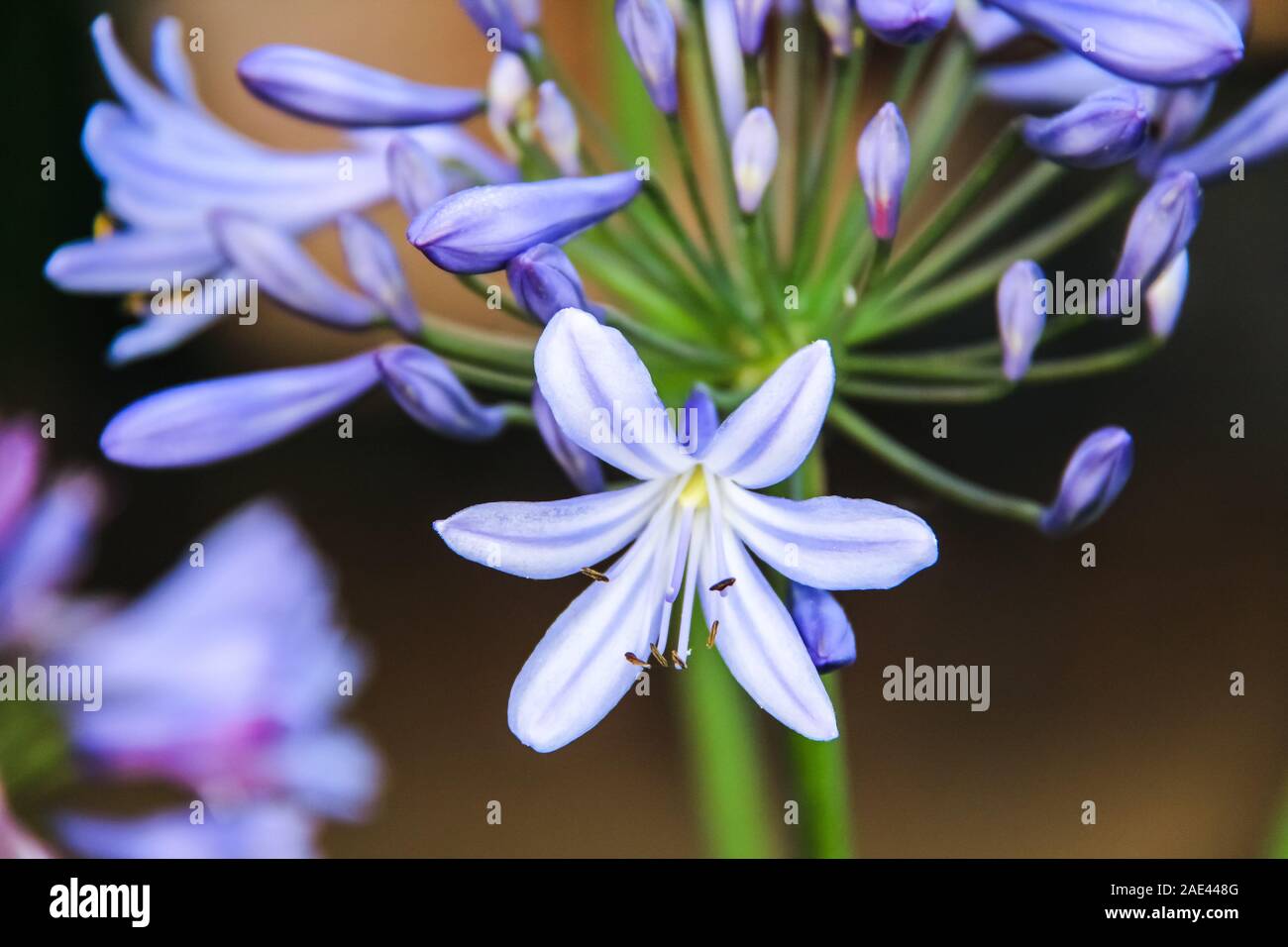 Purple color flower hi-res stock photography and images - Alamy