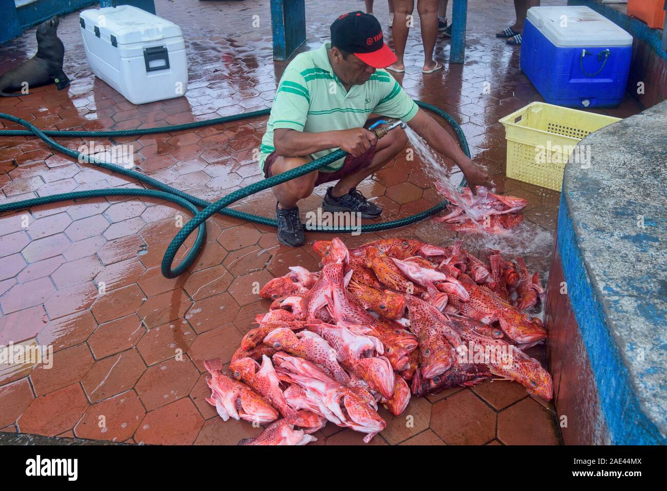 Fresh brujo (scorpion fish) in the Puerto Ayora Fish Market, Isla Santa Cruz, Galapagos Islands, Ecuador Stock Photo