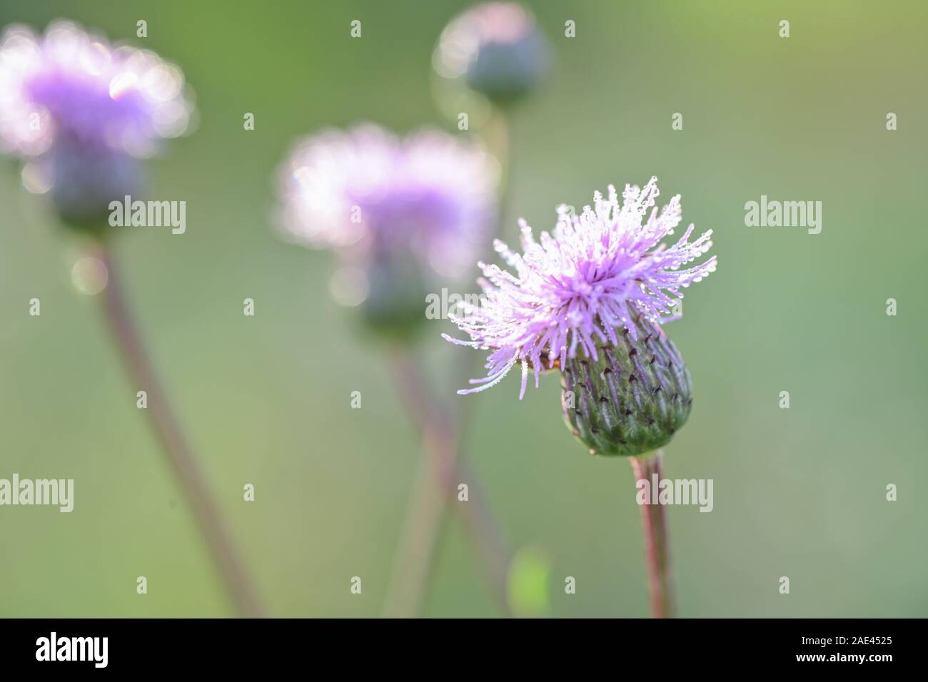 Carthamus lanatus is a species of thistle known as woolly distaff thistle, downy safflow or saffron thistle Stock Photo