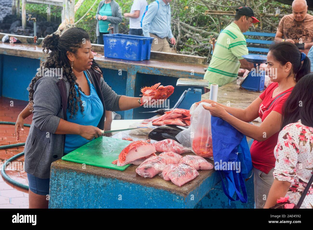 Fresh brujo (scorpion fish) in the Puerto Ayora Fish Market, Isla Santa Cruz, Galapagos Islands, Ecuador Stock Photo