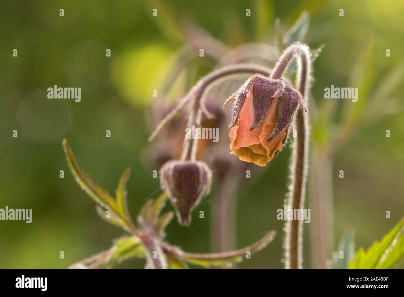 Throatroot hi-res stock photography and images - Alamy