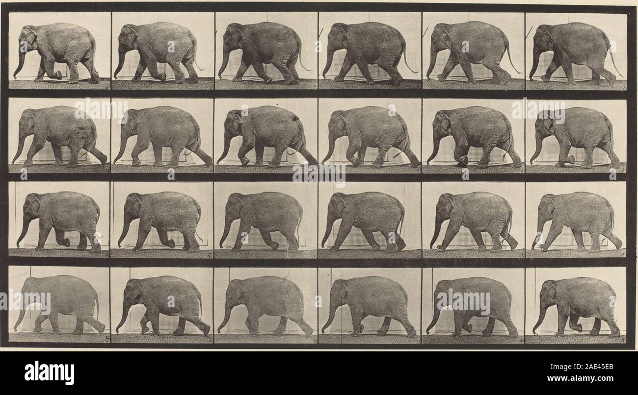 Animal Locomotion, Plate 733; 1887date Eadweard Muybridge, Animal ...
