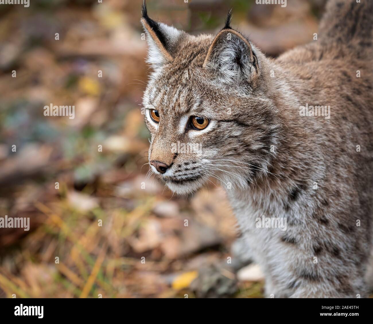 Siberian Lynx in Fall colors Stock Photo