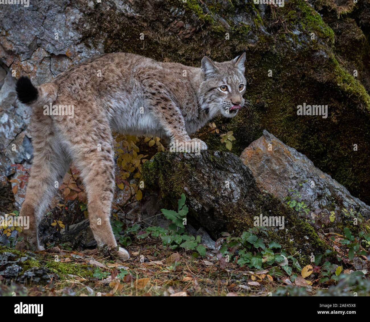 Siberian Lynx in Fall colors Stock Photo