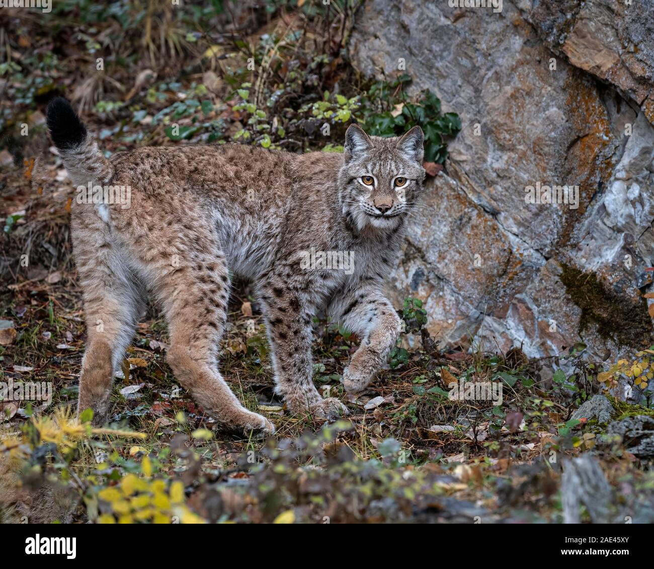 Siberian Lynx in Fall colors Stock Photo