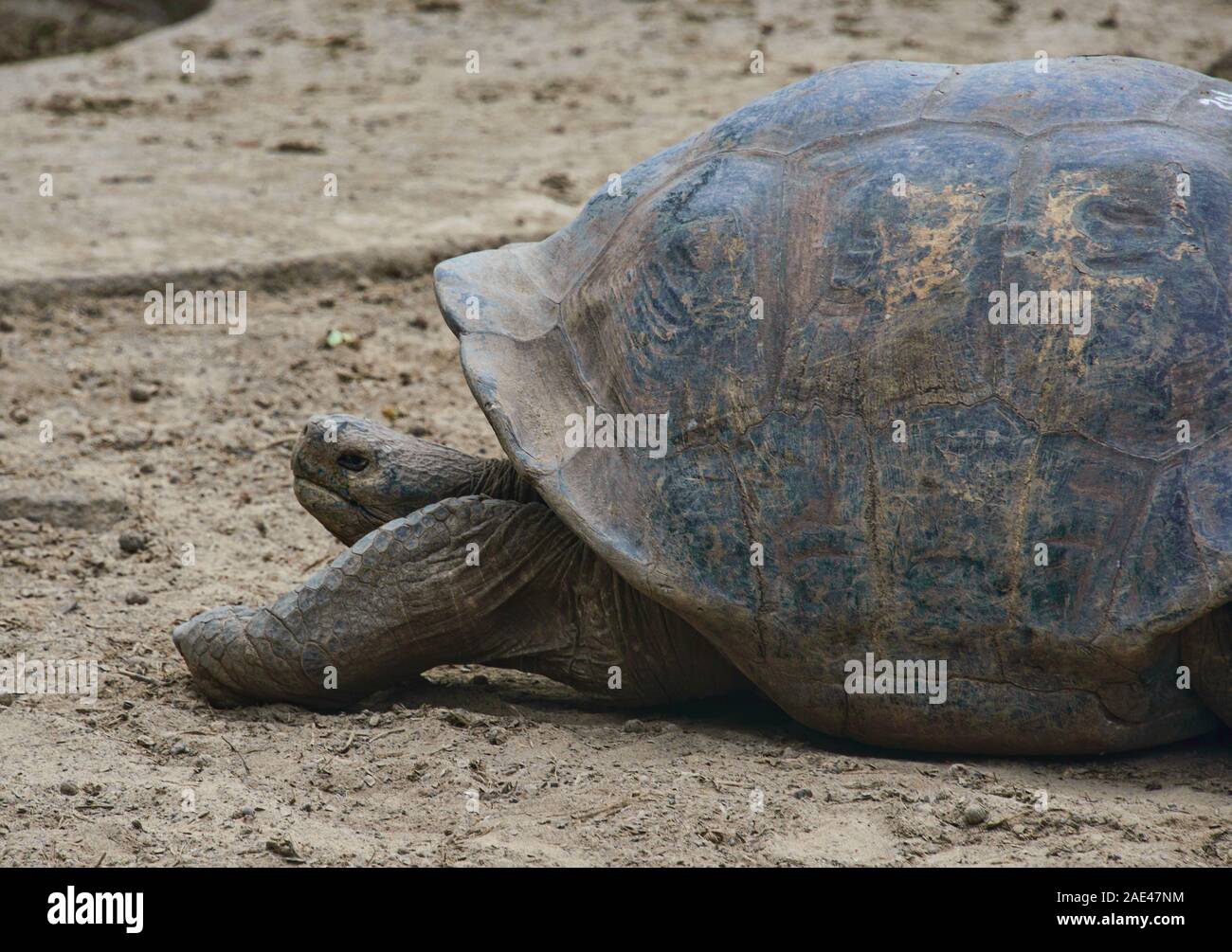 Galapagos giant tortoise (Chelonoidis nigra), Isla Isabela, Galapagos Islands, Ecuador Stock Photo
