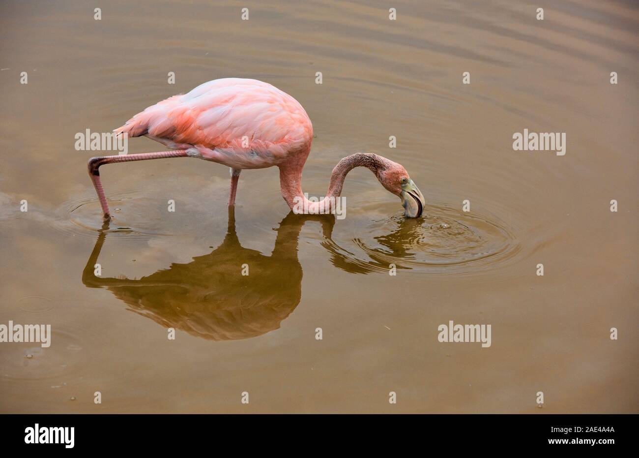 Flamingo fishing, Isla Isabela, Galapagos Islands, Ecuador Stock Photo