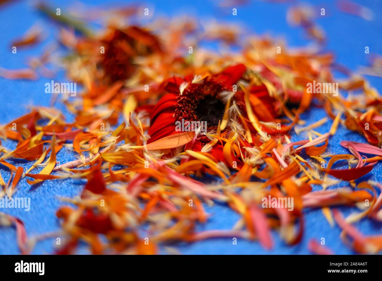 Red yellow blue flowers hi-res stock photography and images - Alamy