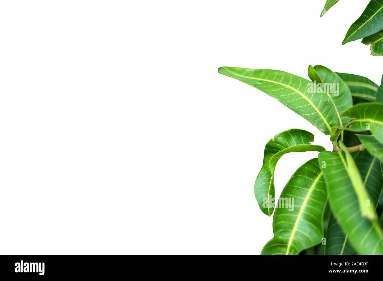 Mango leaves on white backgrounds Stock Photo