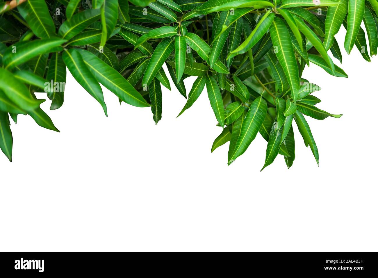 Mango leaves on white backgrounds Stock Photo