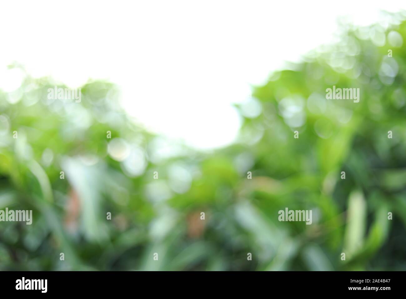 Mango tree and farm Blur backgrounds Stock Photo