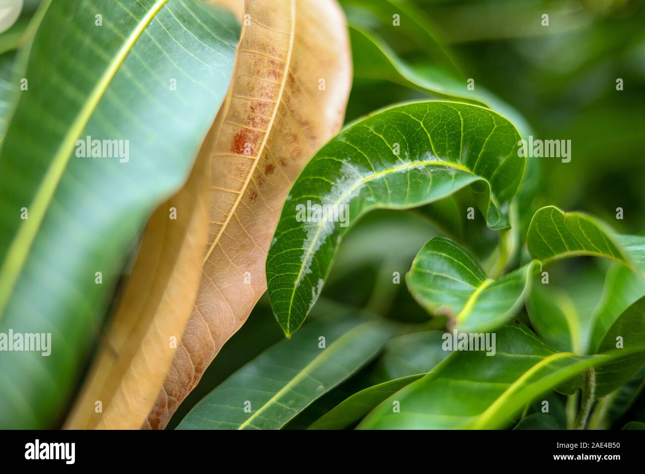Closeup of dry mango leaves still hanging from tree. mango tree leave