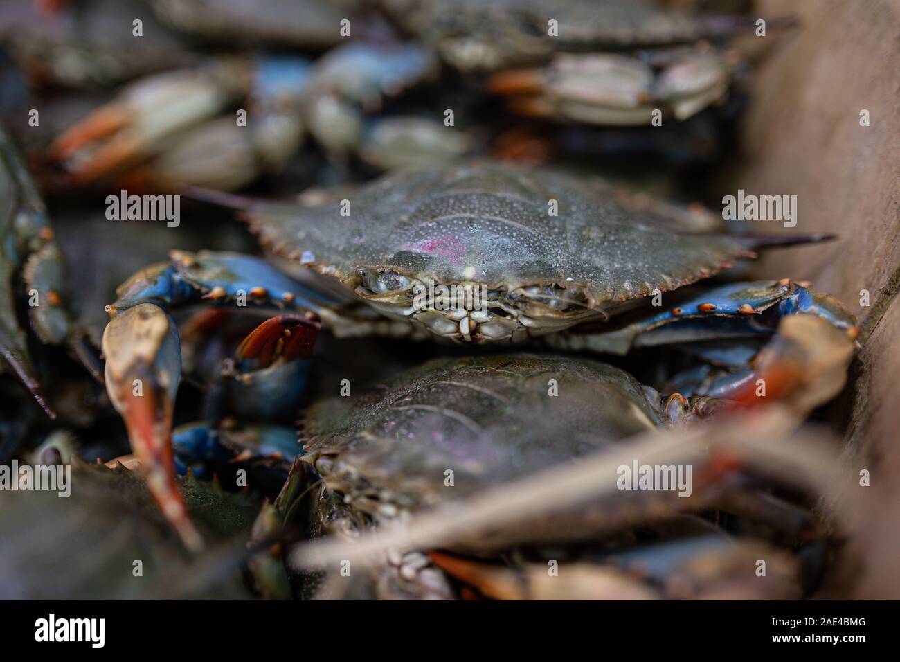 Crab sitting in bin at grocery store Stock Photo Alamy