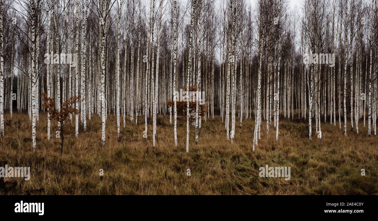 Silver Birch Forest High Resolution Stock Photography and Images - Alamy