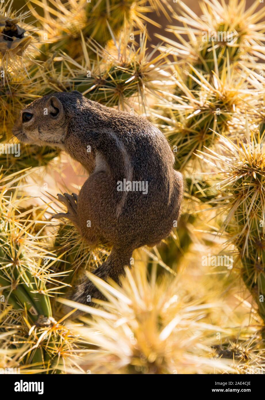 Desert animal eating cactus hires stock photography and images Alamy