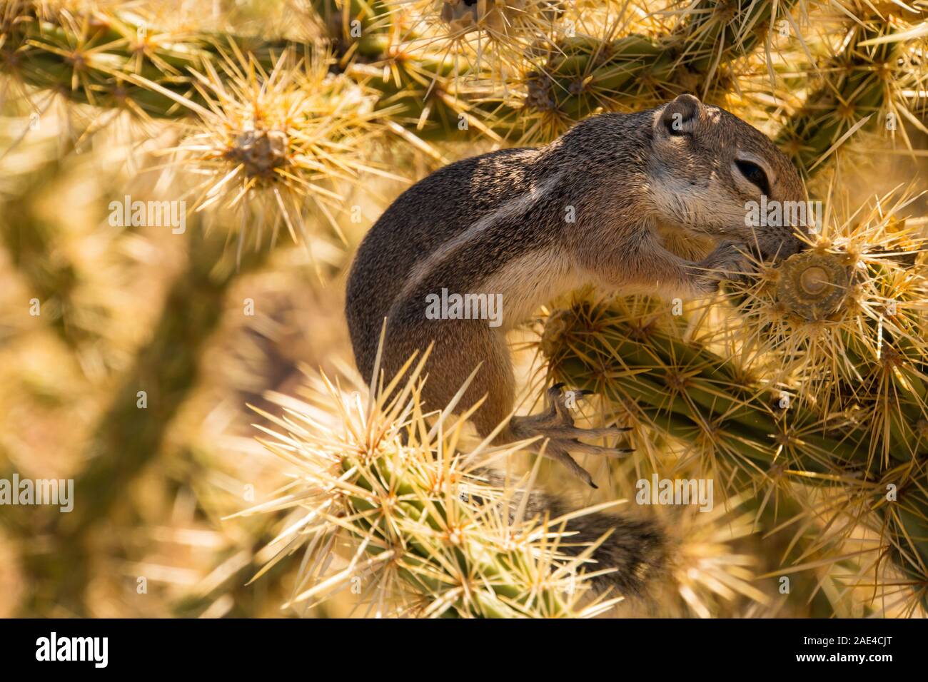 Desert animal eating cactus hires stock photography and images Alamy